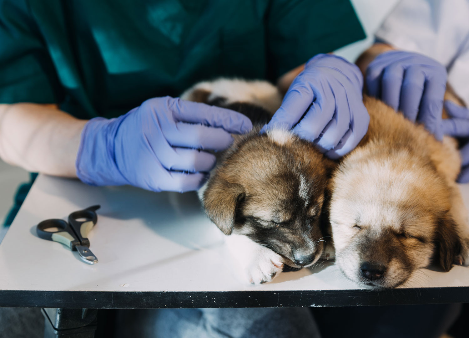 Pets-and-pet-care-55